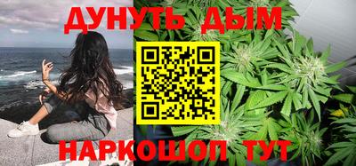 сатива Новозыбков